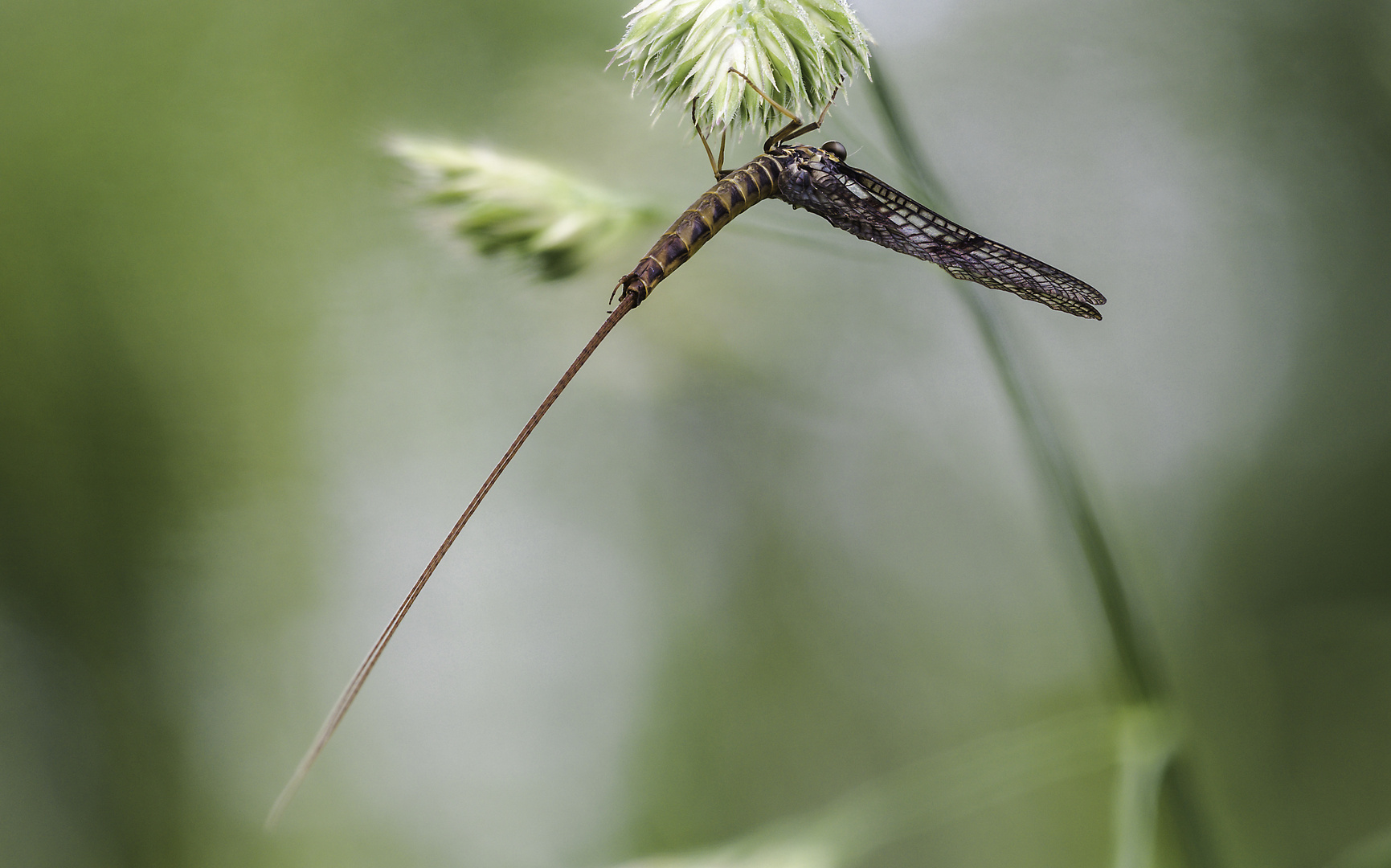 Rhithrogena germanica