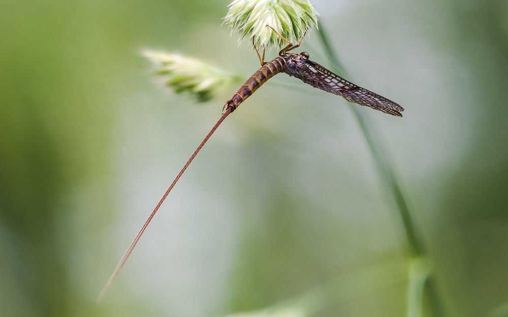 Rhithrogena germanica