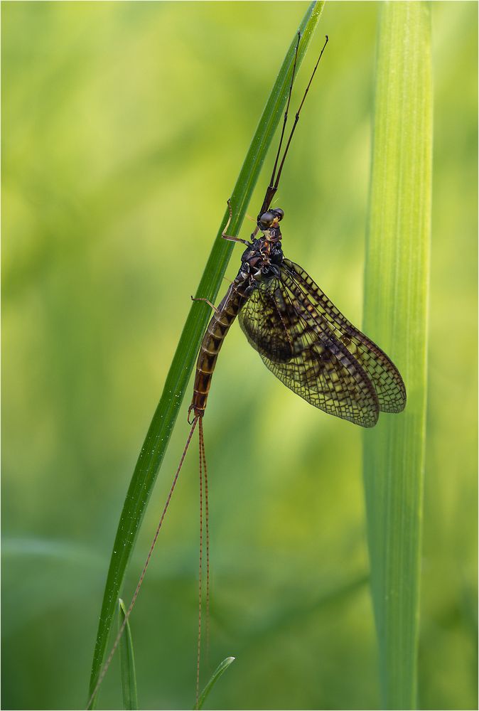 Rhithrogena germanica