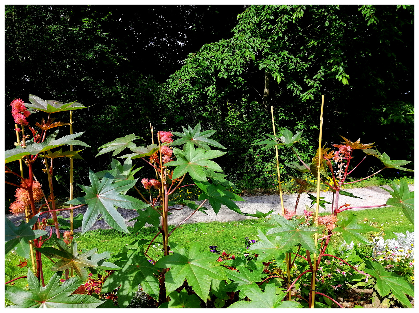 Rhizinus im Schlosspark