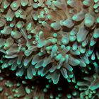 Rhodactis sp. 07 - Scheibenanemone