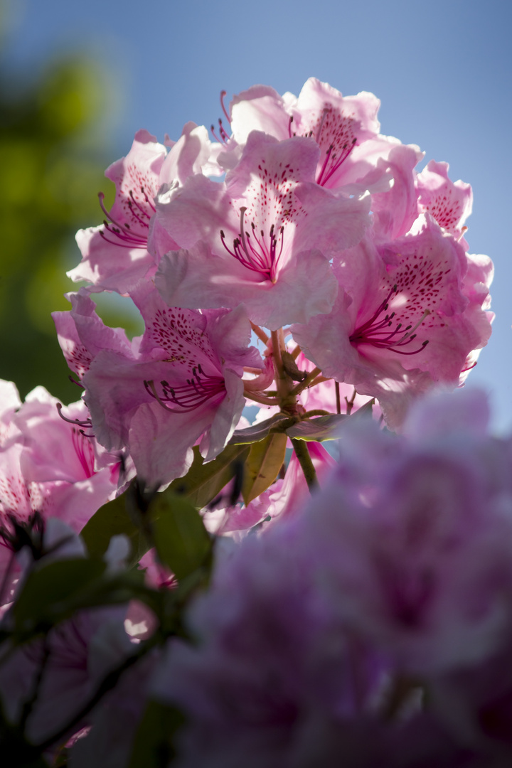 Rhodedendron