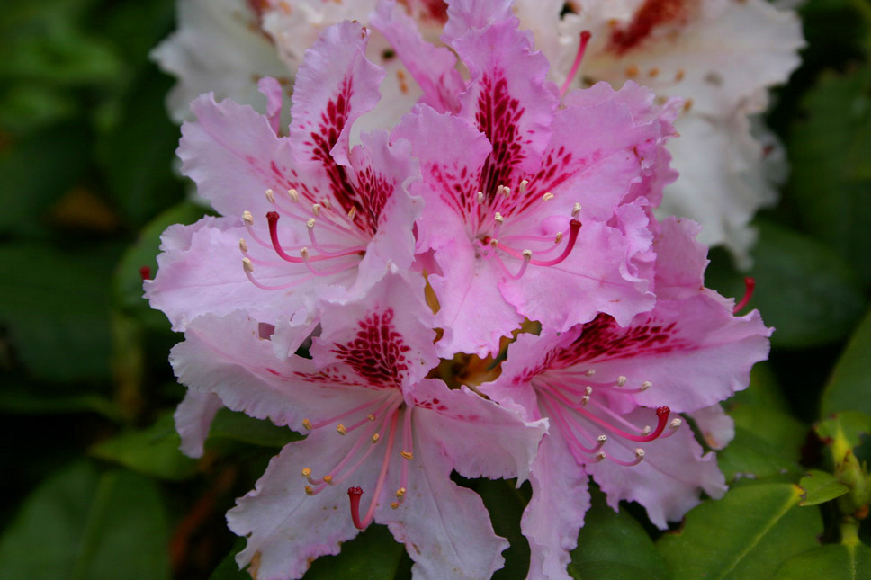 .....Rhodedendron......