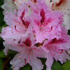 .....Rhodedendron......