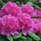 Rhodedendron