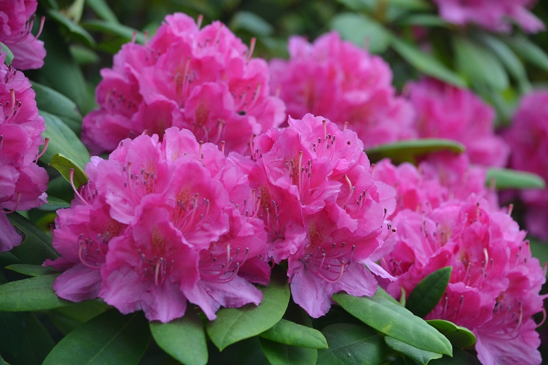 Rhodedendron