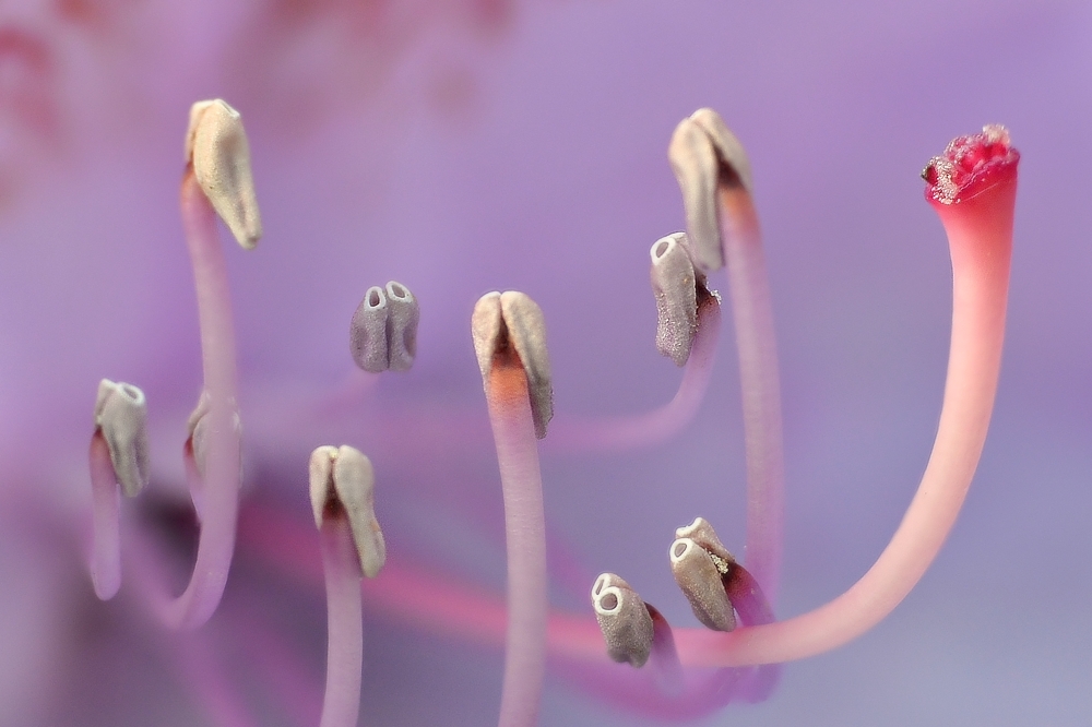 Rhodedendronblüte im Detail