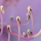 Rhodedendronblüte im Detail