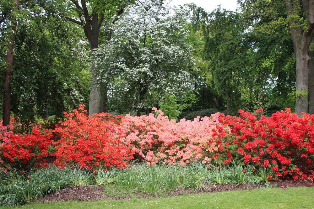 Rhodedendronpark in Bremen