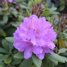 Rhodendendron