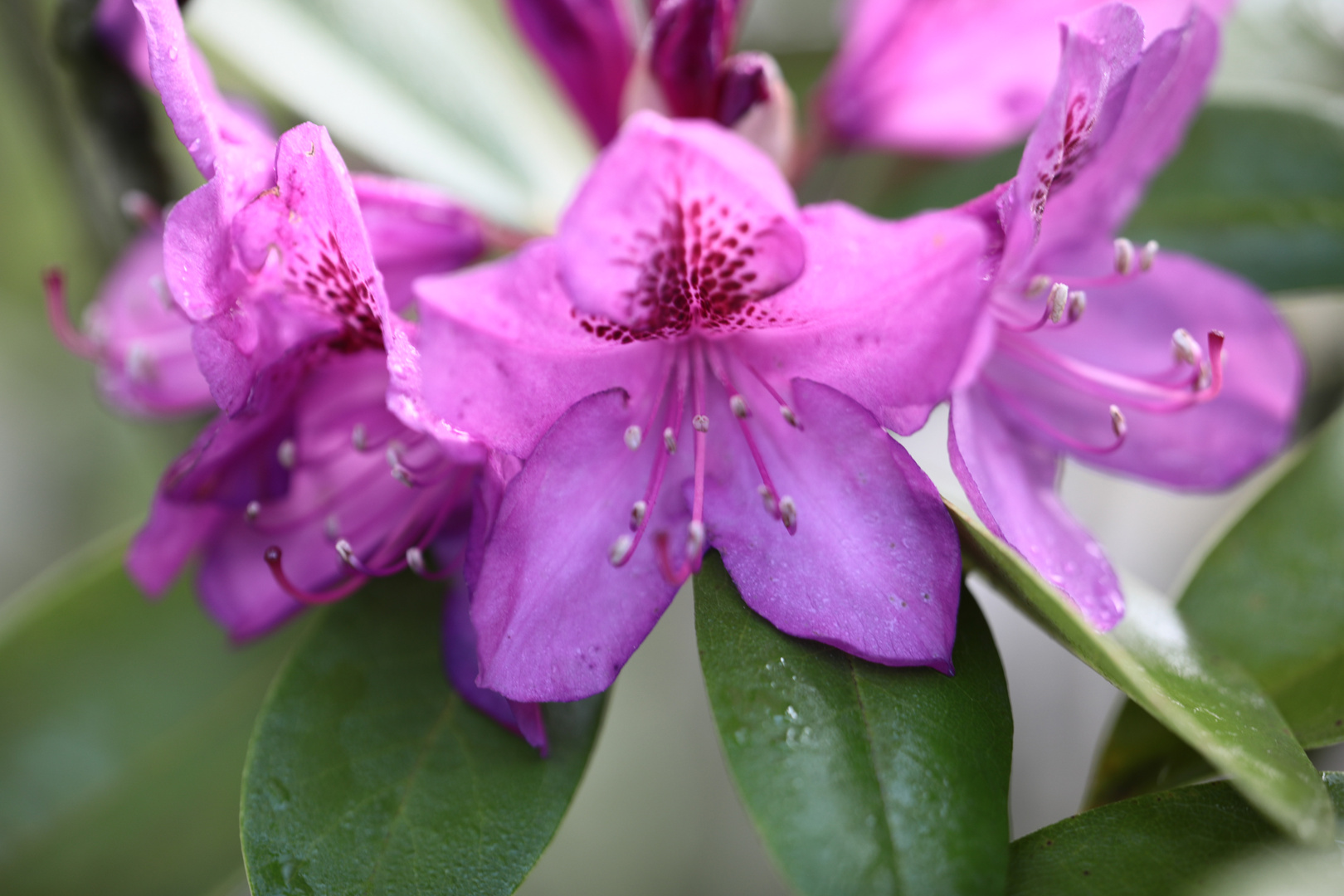 Rhodendron