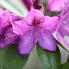 Rhodendron