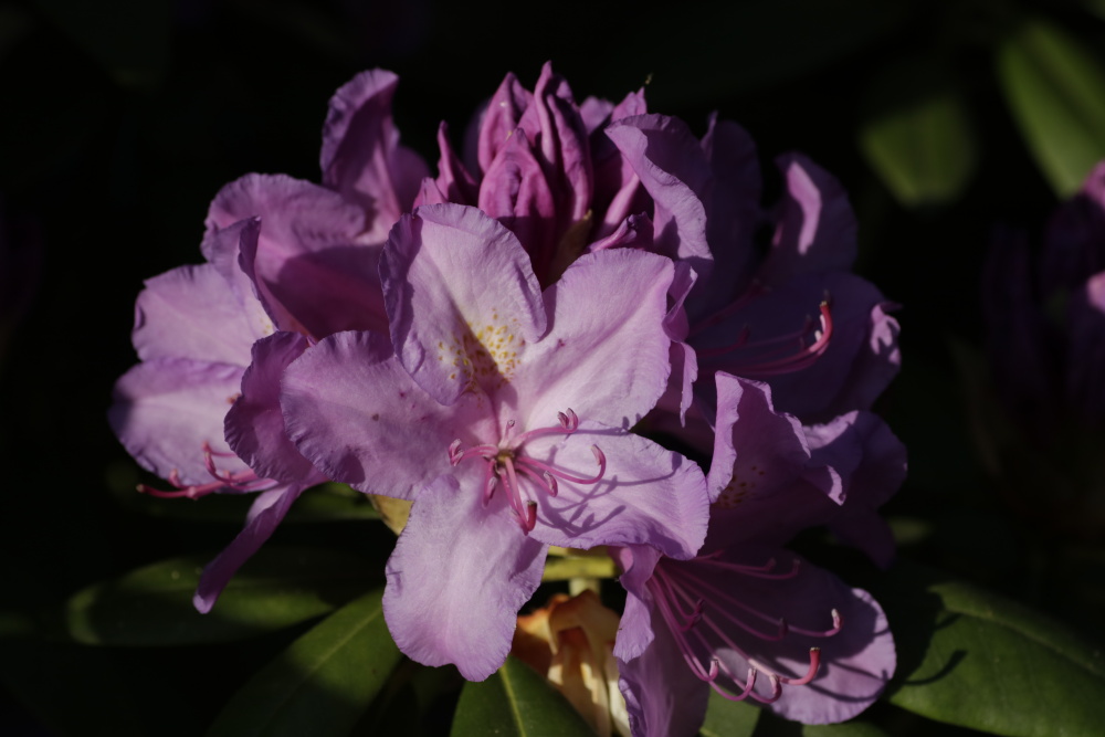 Rhodendron