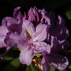 Rhodendron