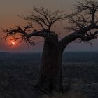 Rhodes Baobab