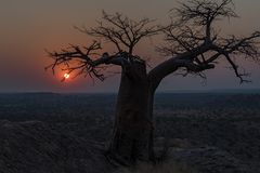 Rhodes Baobab