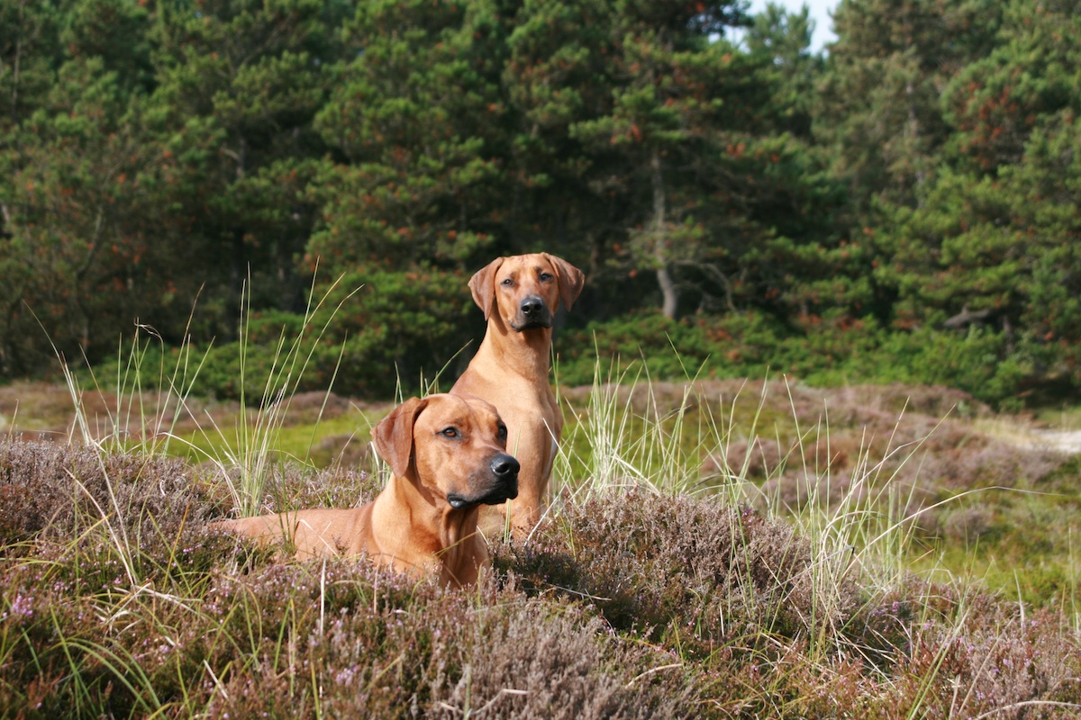 Rhodesian - Brother and Sister