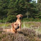 Rhodesian - Brother and Sister