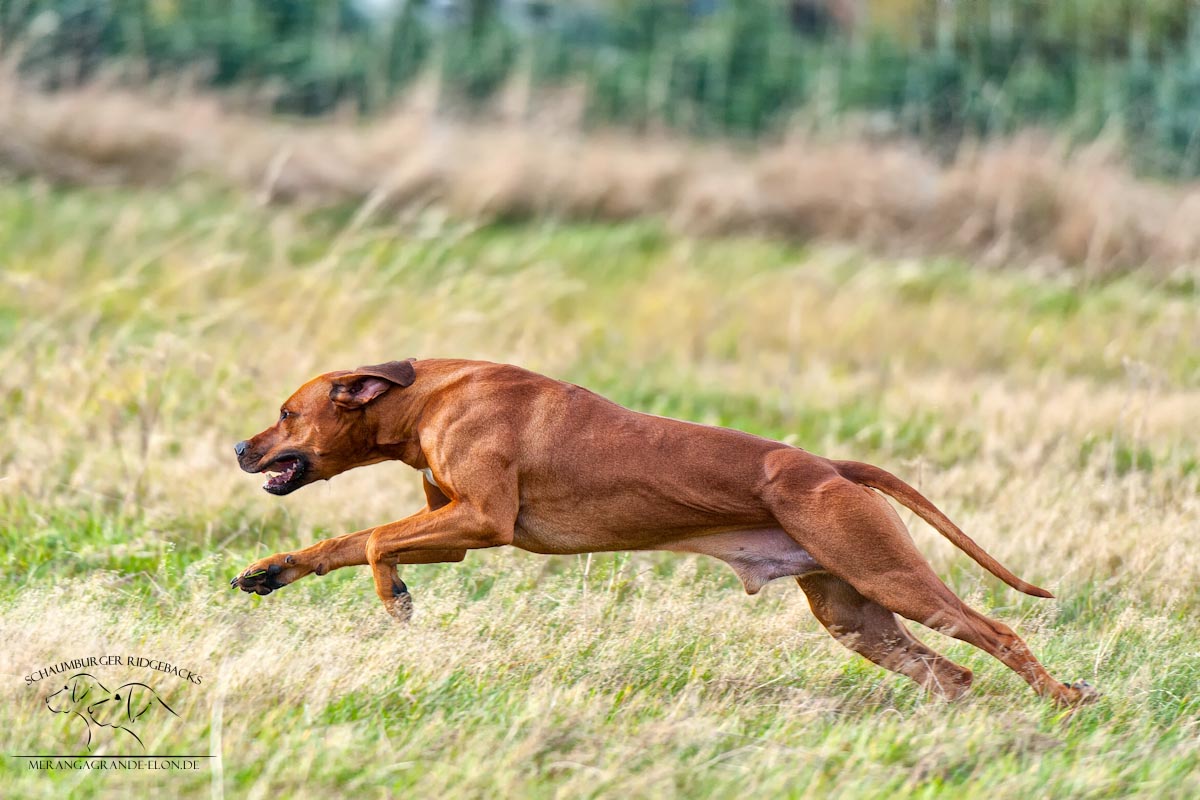 Rhodesian Ridgback in Action