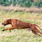 Rhodesian Ridgback in Action