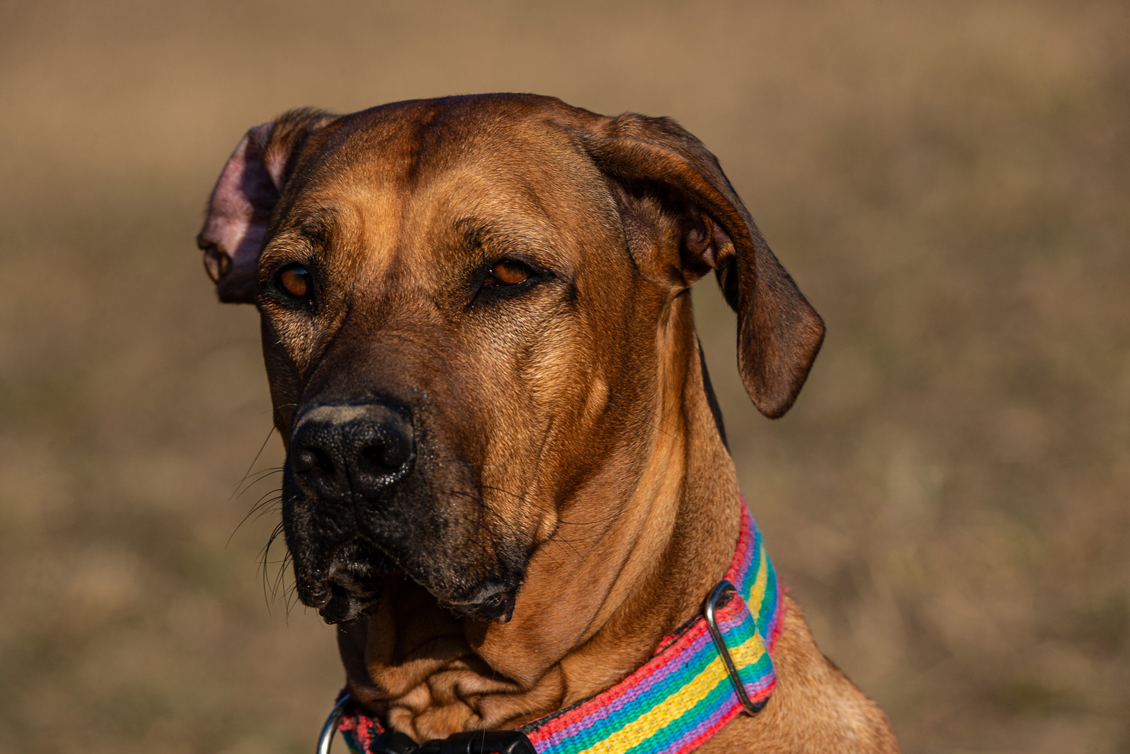 Rhodesian Ridgeback