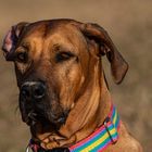 Rhodesian Ridgeback