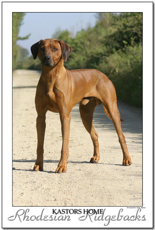 Rhodesian Ridgeback....