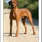 Rhodesian Ridgeback....