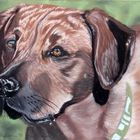 Rhodesian Ridgeback