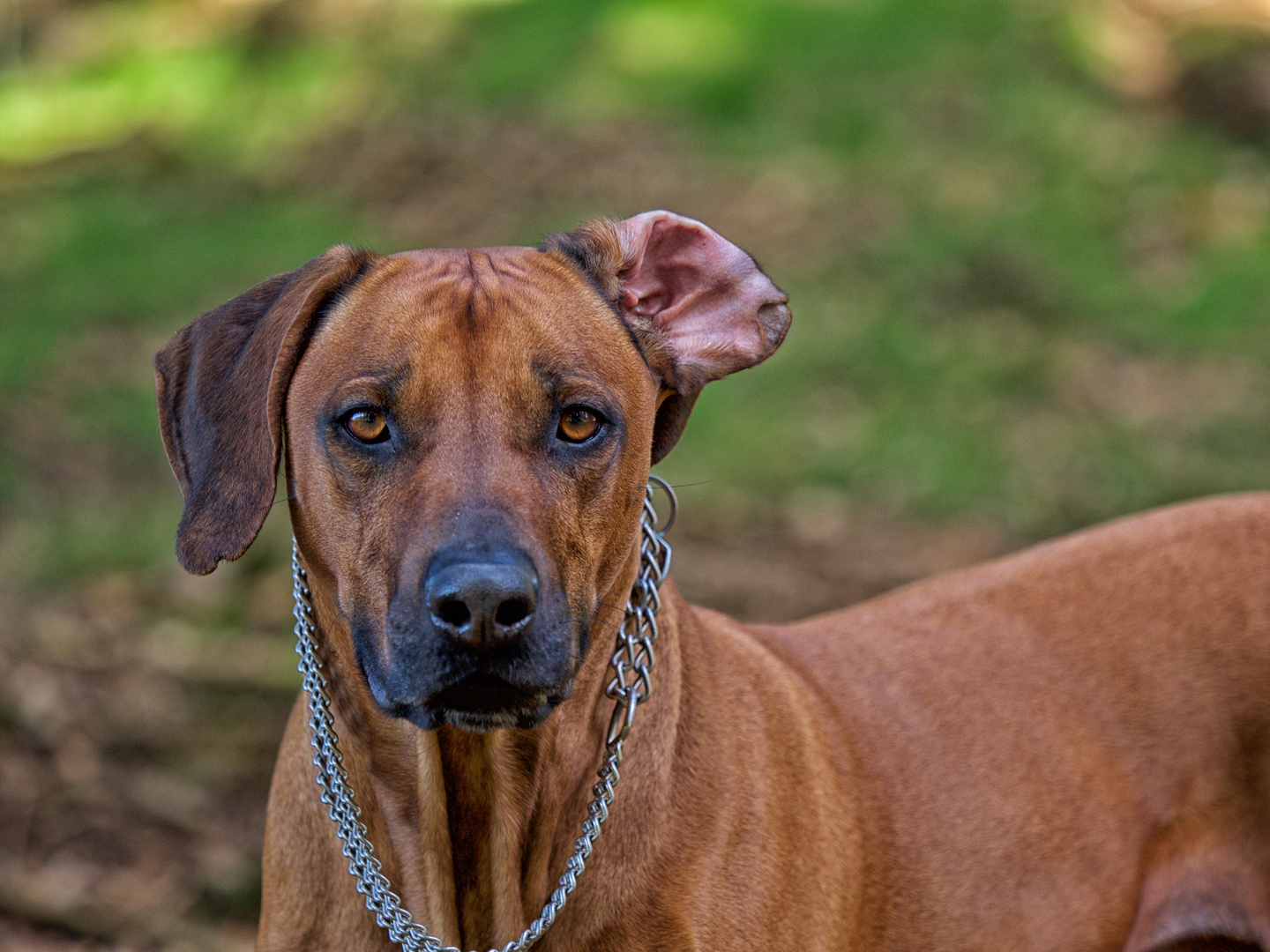 Rhodesian Ridgeback