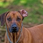 Rhodesian Ridgeback