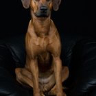 Rhodesian Ridgeback