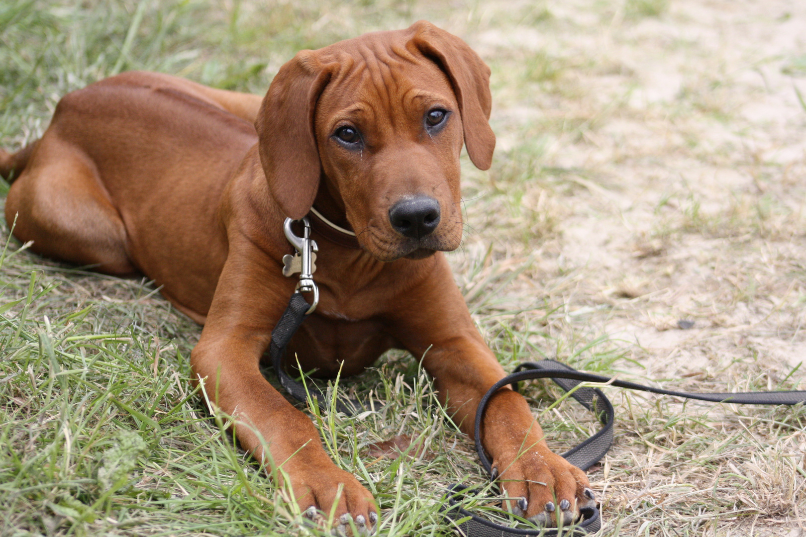 Rhodesian Ridgeback 1