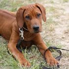 Rhodesian Ridgeback 1