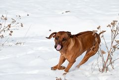 Rhodesian Ridgeback 1