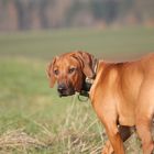 Rhodesian Ridgeback