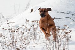 Rhodesian Ridgeback 2