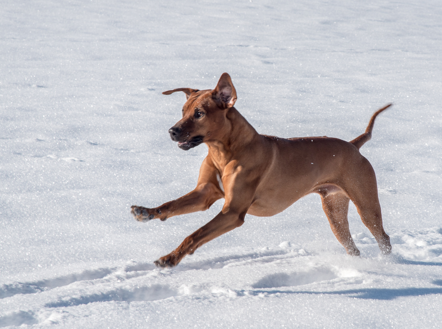 rhodesian ridgeback 2