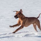 rhodesian ridgeback 2