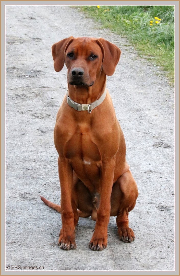 Rhodesian Ridgeback 2021-04-14 040 (2) ©