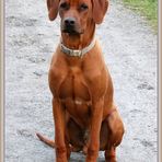 Rhodesian Ridgeback 2021-04-14 040 (2) ©