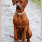 Rhodesian Ridgeback 2021-04-14 040 (2) ©