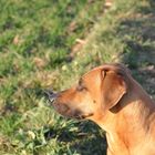 Rhodesian Ridgeback