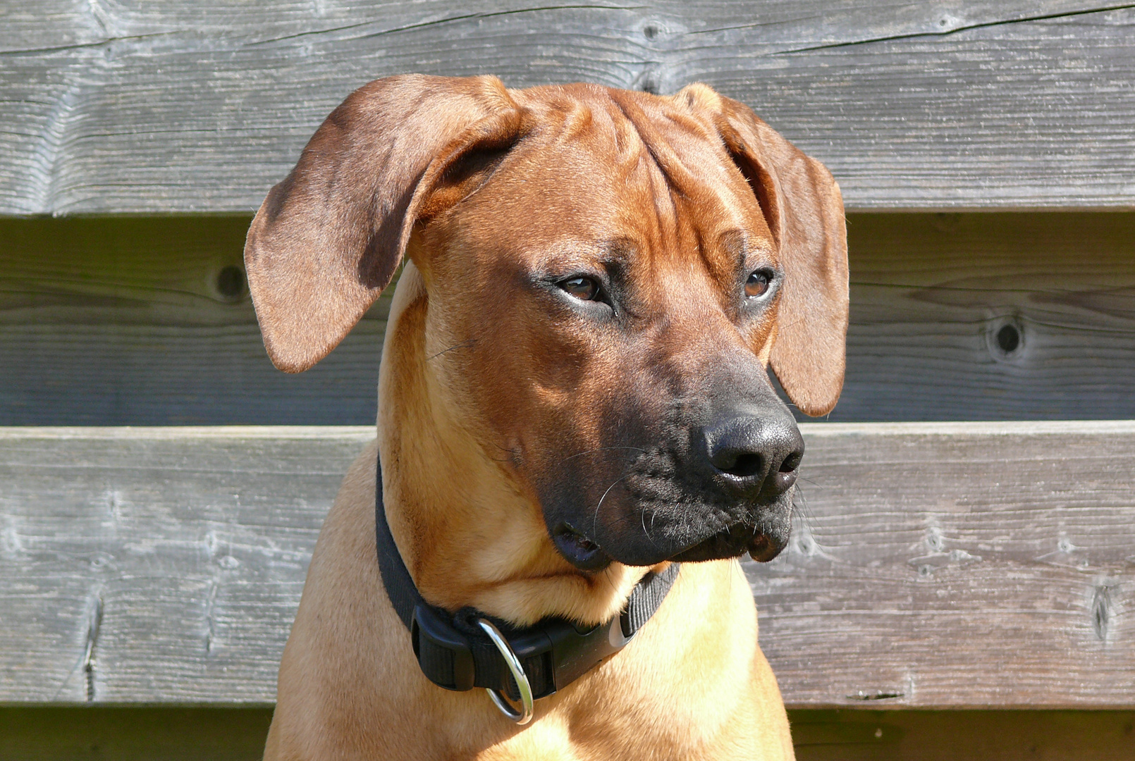 Rhodesian Ridgeback