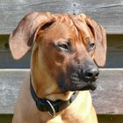 Rhodesian Ridgeback