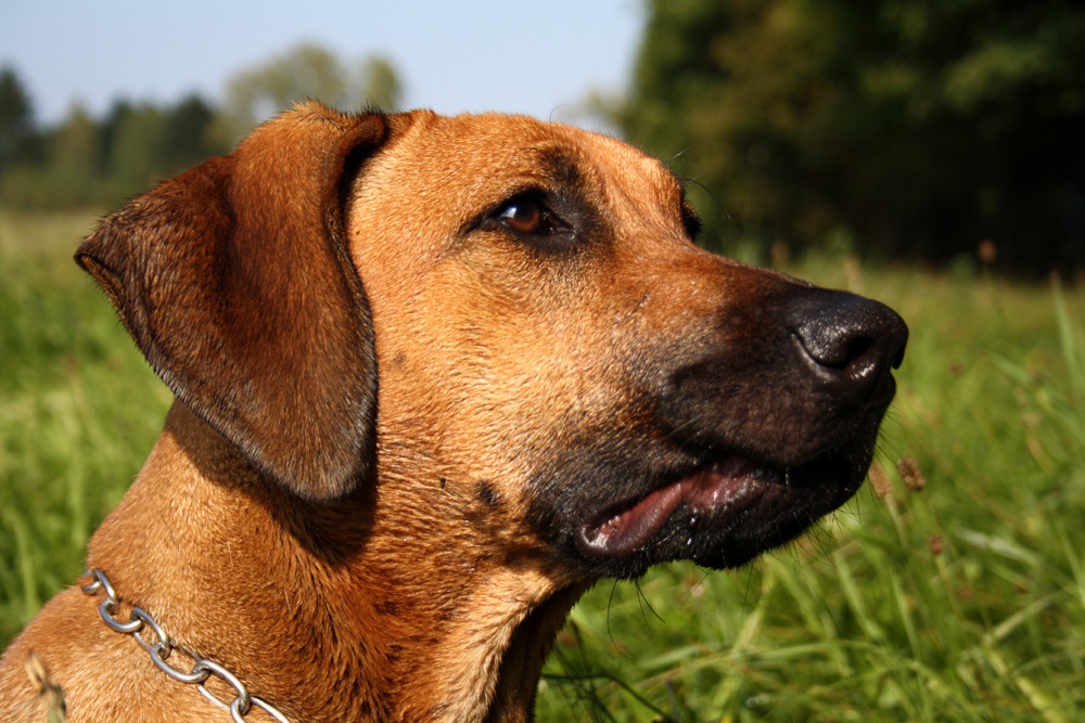 Rhodesian Ridgeback