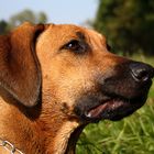 Rhodesian Ridgeback