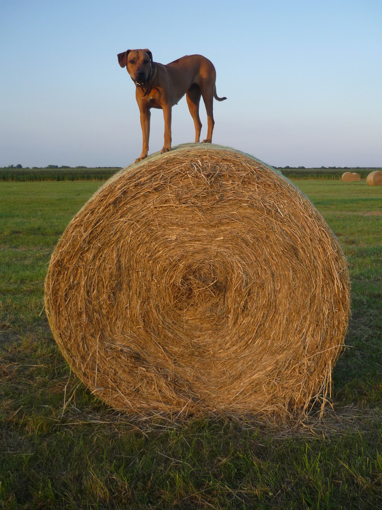 Rhodesian Ridgeback