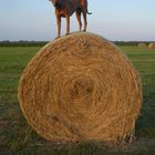 Rhodesian Ridgeback