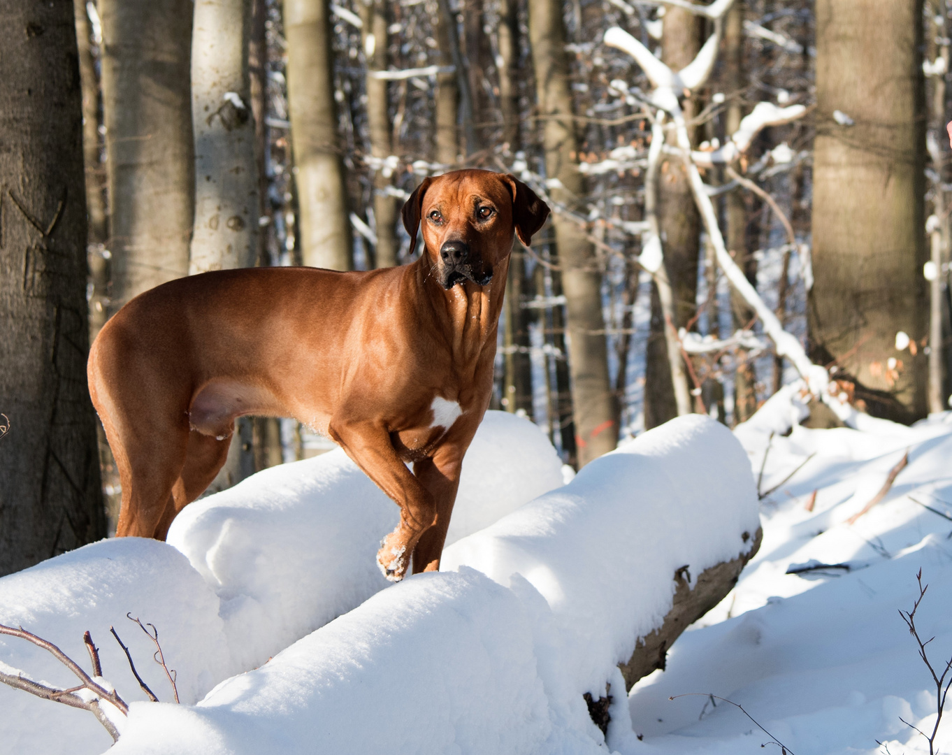 rhodesian ridgeback 3